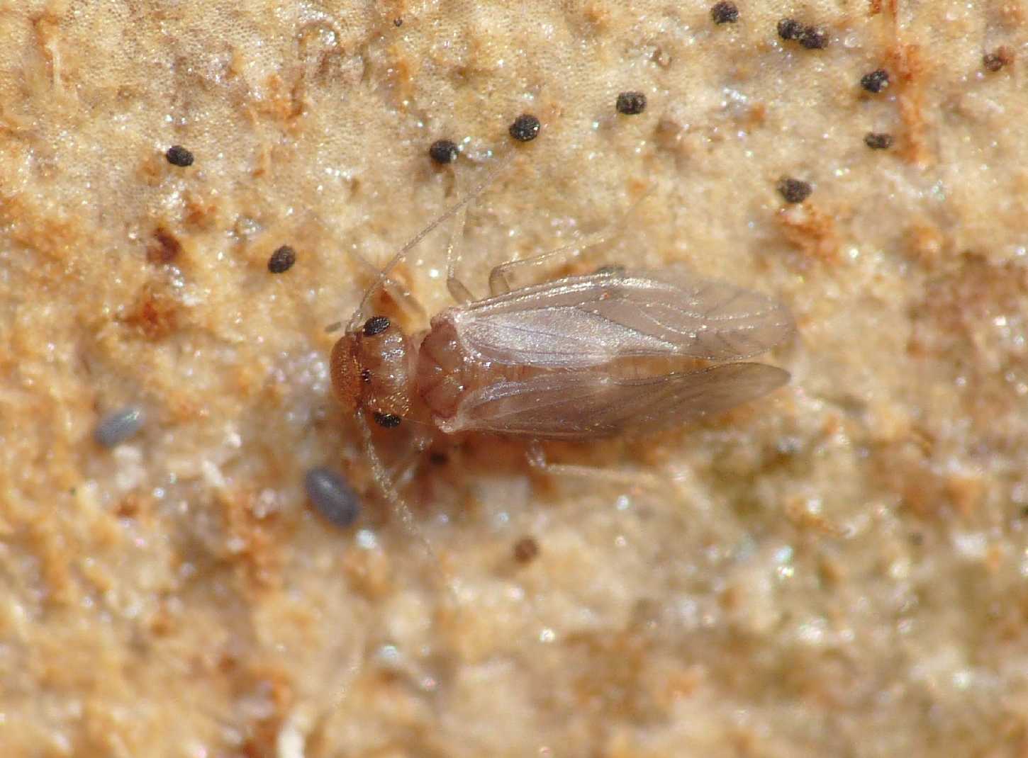 Psocoptera: (Peripsocidae genere Peripsocus?)